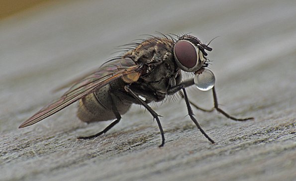 fly-with-bubble-of-water