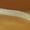 fungus-gnat-larva-north-douglas