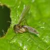 fungus-gnat-mycetophilidae-arboretum-juneau-sept