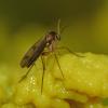 fungus-gnat-on-a-slime-mold