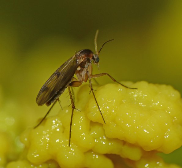 fungus-gnat-on-a-slime-mold