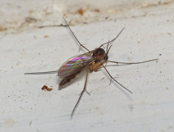 fungus-gnat-with-diffuser