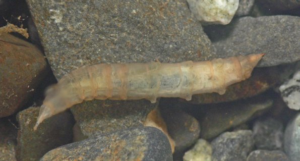horse-and-deerfly-larvae