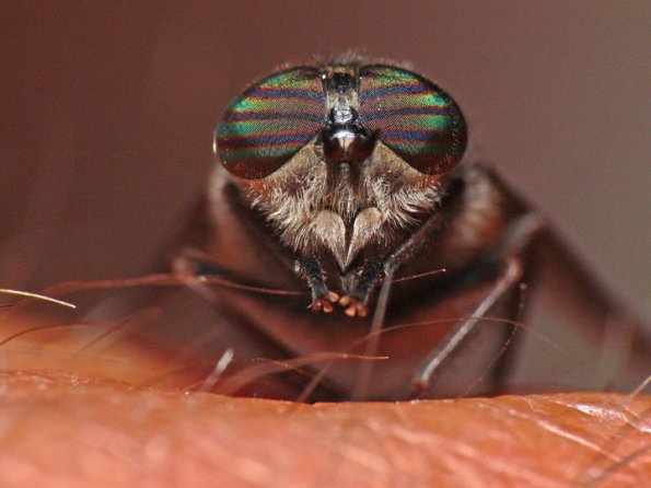 horsefly-adult