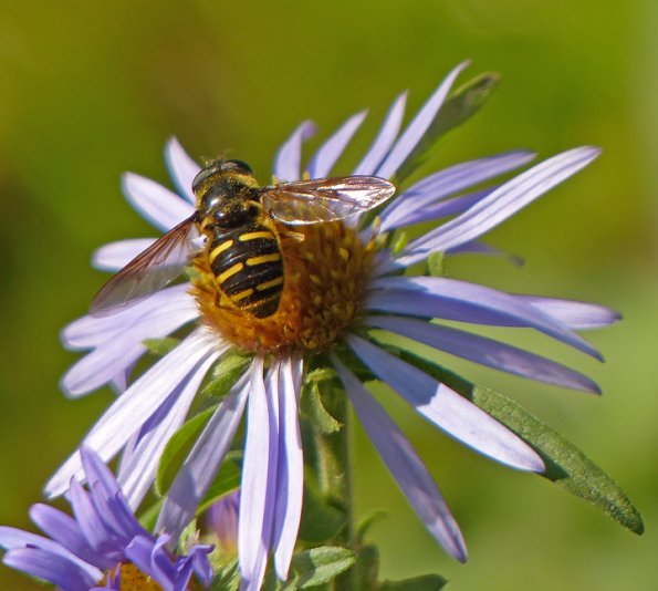 hover-fly-on-alpine-aster-in-sept.