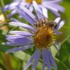 hover-fly-on-alpine-aster-in-sept