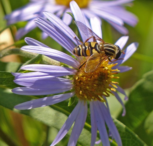 hover-fly-on-alpine-aster-in-sept