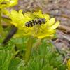 hoverfly-and-flies-on-cooley-s-buttercup-in-the-alpine