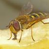 hoverfly-feeding-on-apple-slice-juneau