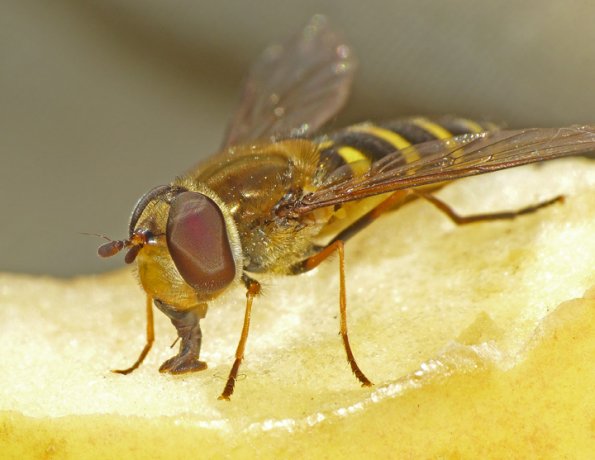 hoverfly-feeding-on-apple-slice-juneau