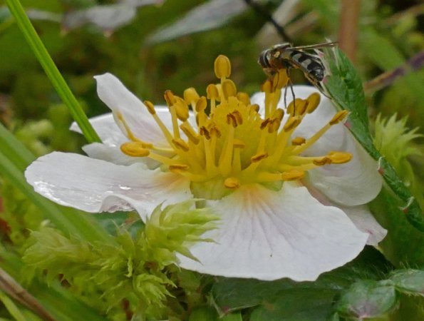 hoverfly-on-beach-strawberry-flower