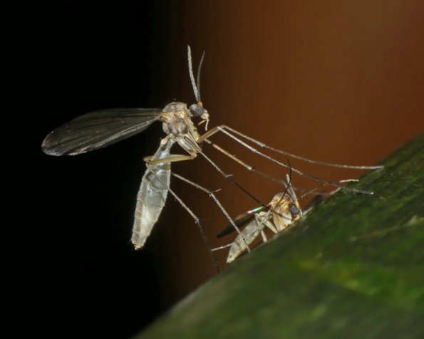 insect-2-switzer-oct-14