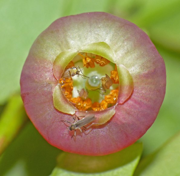 insects-in-blueberry-blossom