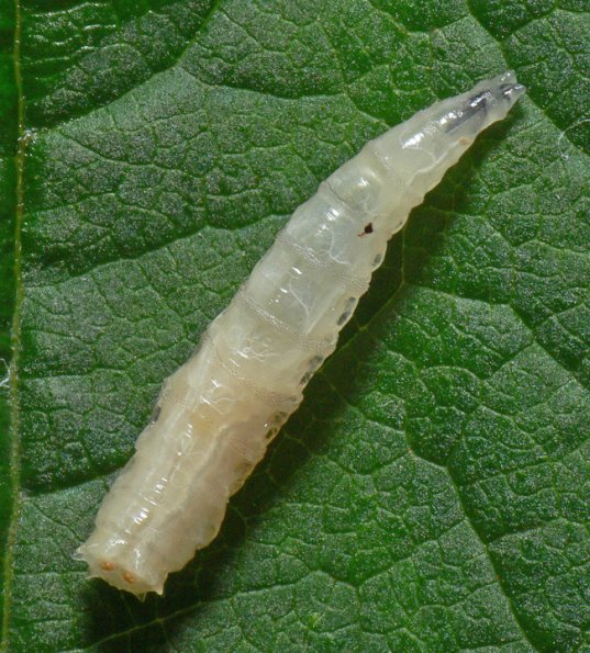 maggot-from-salmon-carcass