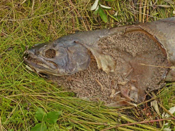 maggots-on-chum-salmon-carcass