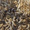 maggots