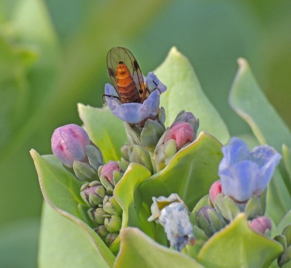 march-fly-female-in-oysterleaf-blossom