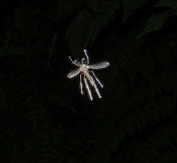 midge-in-flight