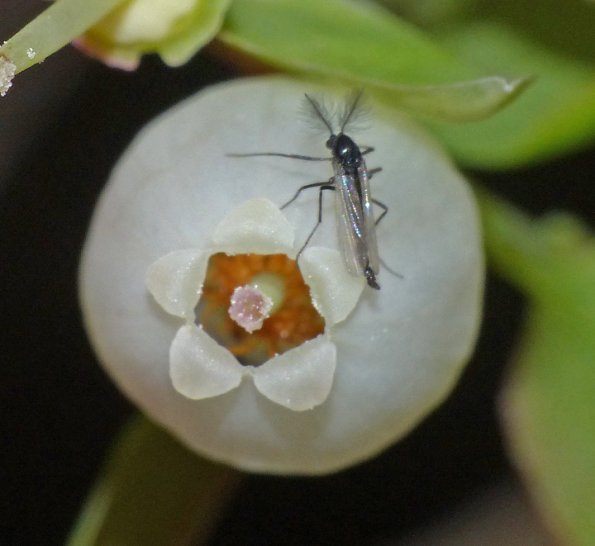midge-on-blueberry-blossom