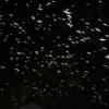 midge-swarm-1