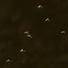 midges-in-flight-during-sunny-day-juneau-sept