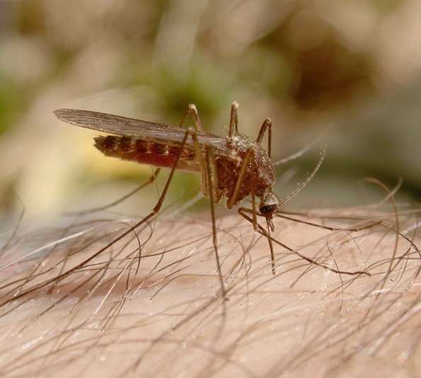 mosquito-adult-female-piercing-me