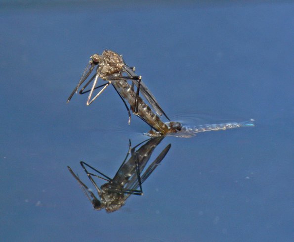 mosquito-female-emerging-from-pupa