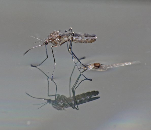 mosquito-female-just-emerged