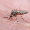 mosquito-female-on-bob