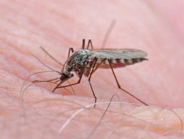 mosquito-female-on-bob