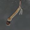 mosquito-larva