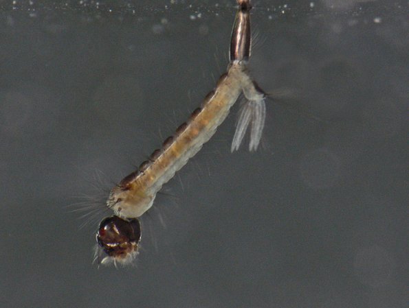 mosquito-larva