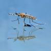 mosquito-male-just-emerged