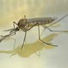 mosquito-male-just-emerged_1369631792