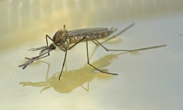 mosquito-male-just-emerged_1369631792