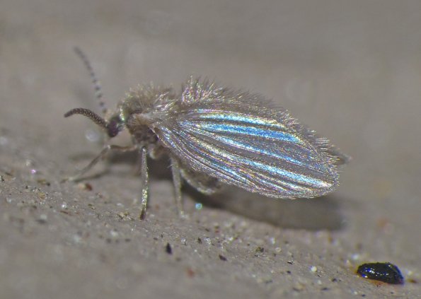 moth-fly-side-view