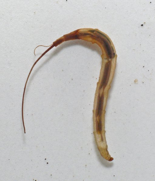 phantom-crane-fly-larva-2