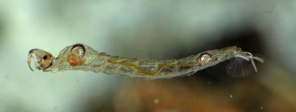 phantom-midge-larva-2