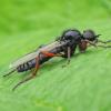 robber-fly-family-asilidae-sitka