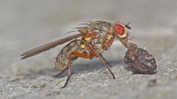 root-maggot-fly-feeding-on-bird-poop