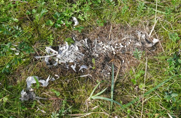salmon-carcass-after-blow-fly-cleaning