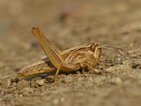 grasshopper-fairbanks-august