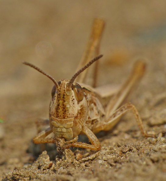 grasshopper-front-view-fairbanks-august