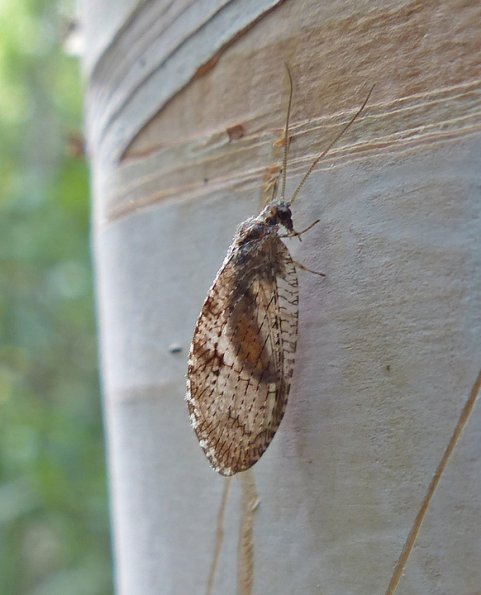 lacewing-adult-on-paper-birch
