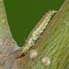 lacewing-larva-aphid-lion-from-rolled-alder-leaf