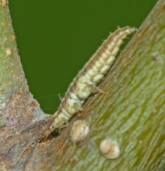 lacewing-larva-aphid-lion-from-rolled-alder-leaf