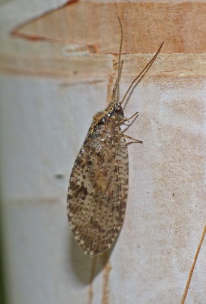 lacewing-on-paper-birch