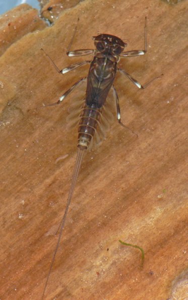 flatheaded-mayfly-larva
