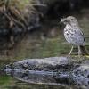 hermit-thrush-with-mayfly-subimagos