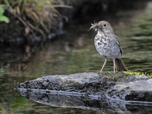 hermit-thrush-with-mayfly-subimagos